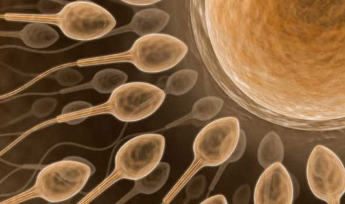 spermatozoi