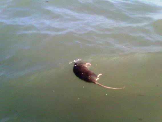 Lo specchio d’acqua dei ratti e dei rifiuti: allarme a Pozzuoli