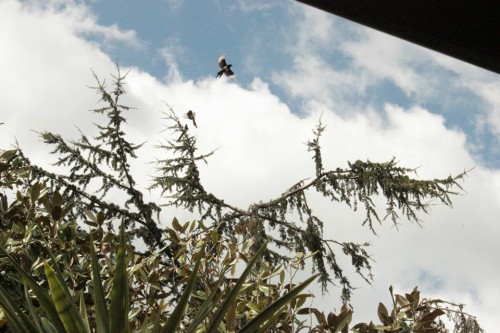 Gazze ladre su Zaffaranelli