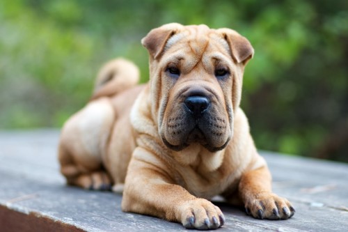 Shar Pei Puppy