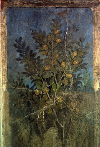 Pompei casa del Frutteto