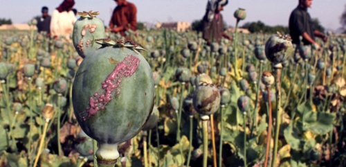 papaveri morfina zuccheri