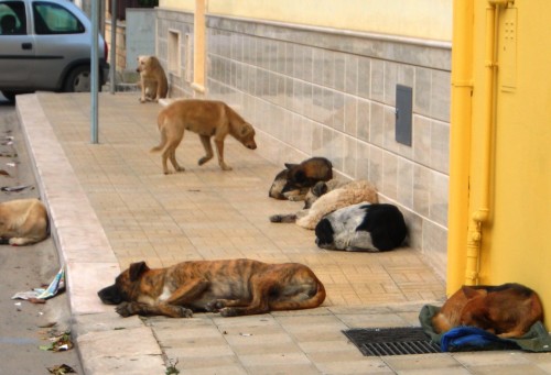 icolo cani randagi