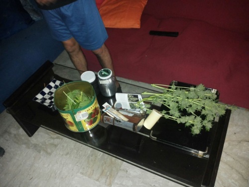marijuana piante