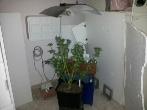 marijuana piante1