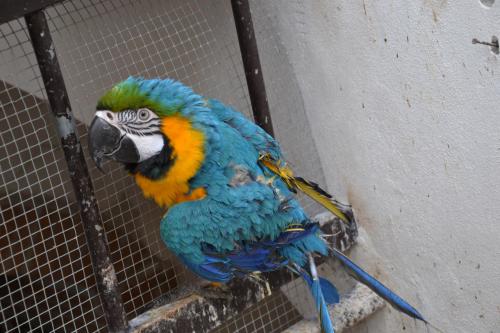 zoomafie pappagallo_maltrattamenti_Cfs