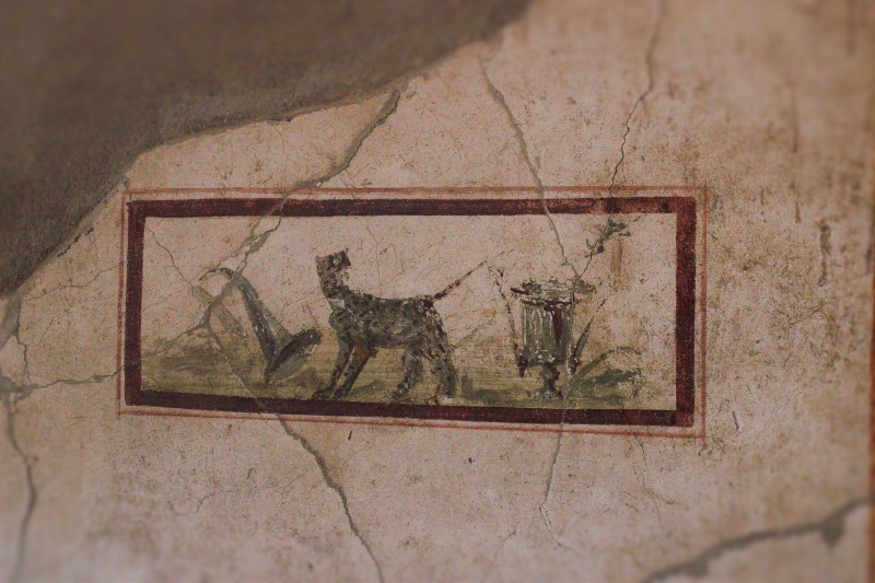 IMG_5100 (2) (800x533)