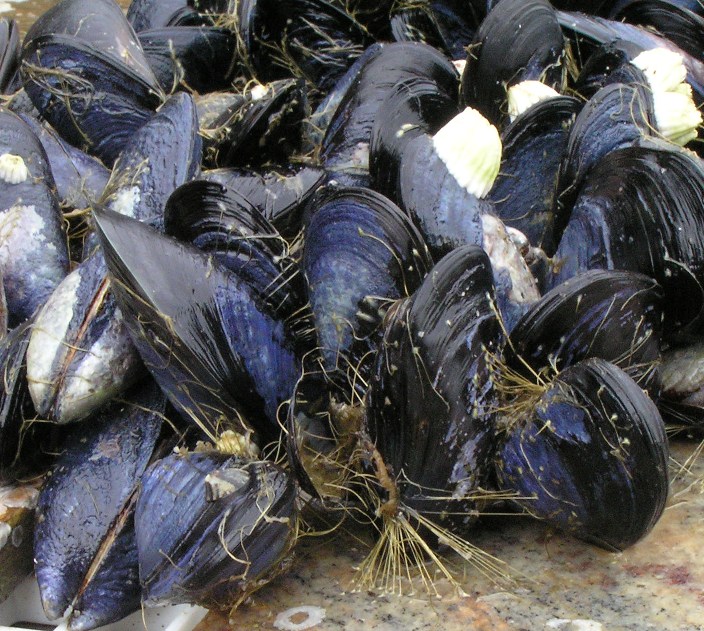 Cozze