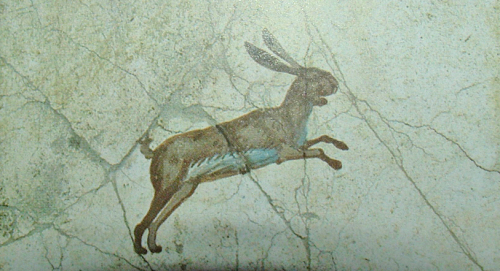 LEPRE DA VILLA CUOMO S.ANTONIO ABATE