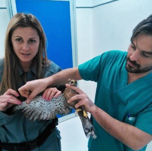 il veterinario visita gli animali  (2)