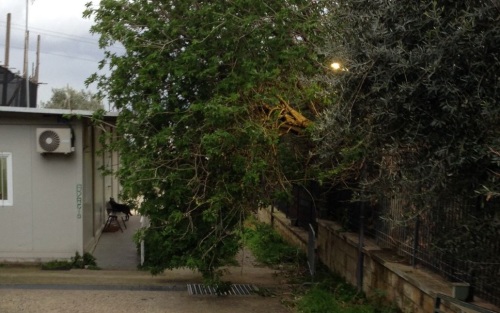 crollo albero scavi stabiae