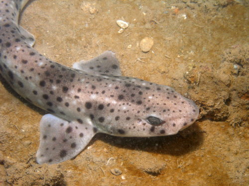 squalo gattopardo