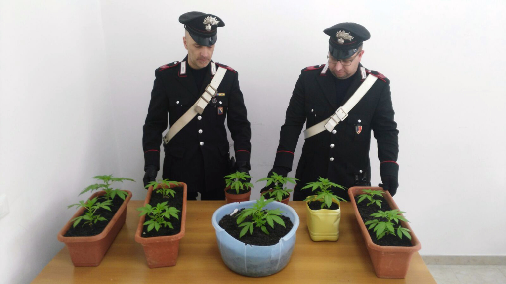 14.04.2016 - piante cannabis caivano (2)