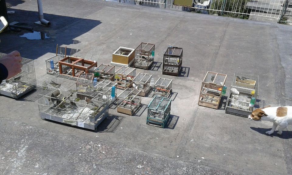 Sant’Anastasia, antibracconaggio: liberati 130 cardellini detenuti illegalmente