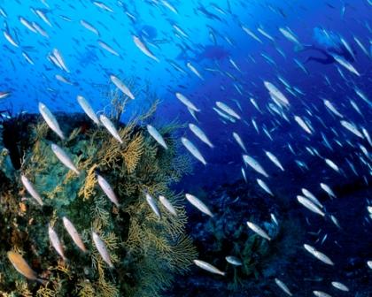 banco_di_pesci_pelagici
