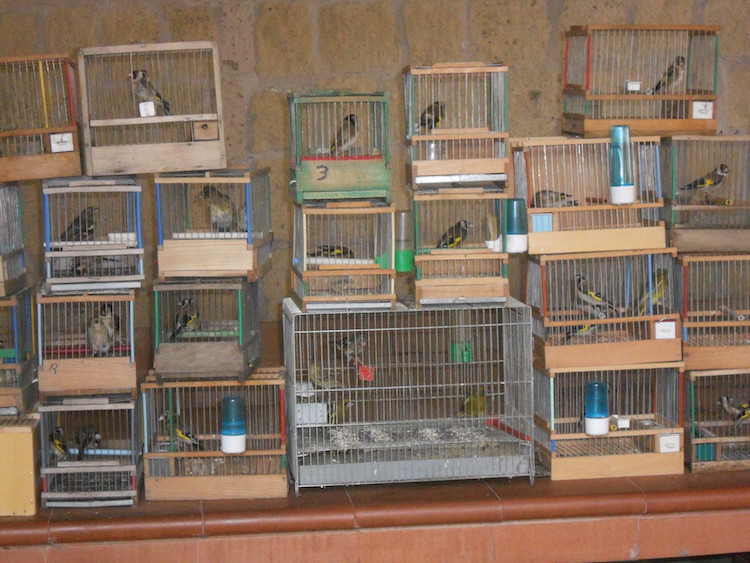 sequestro-cardellini-2