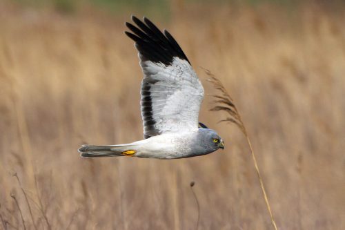 albanella-reale-maschio