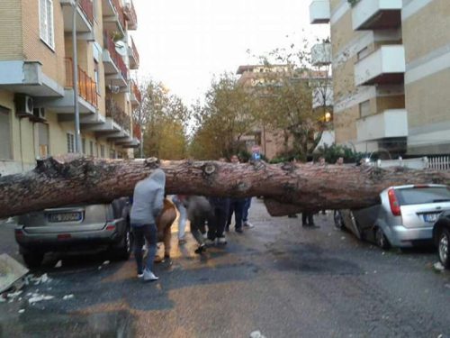 caduta_alberi