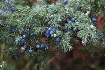 gineprojuniperus-communis