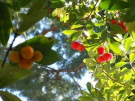 Corbezzolo, pianta d’Italia