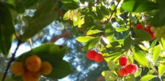 Corbezzolo, pianta d’Italia