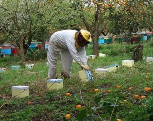 apicoltori api vesuvio