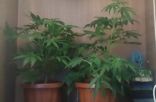 giornate nere marijuana piante