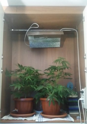 giornate nere pianta