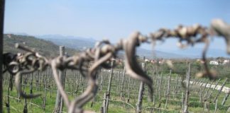 produttori vino benevento