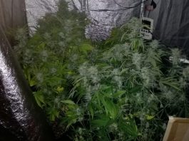 serra per marijuana forcella