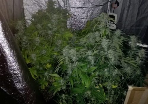 serra per marijuana forcella