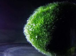 Marimo - Algapalla - Moss Ball