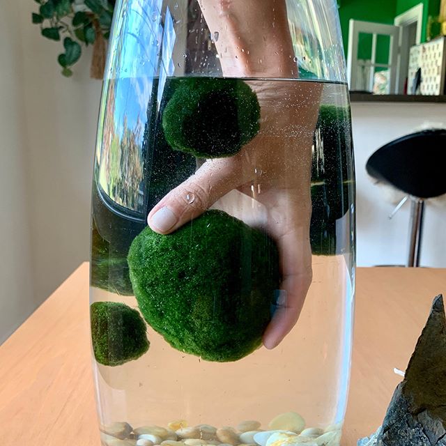 Un Marimo per amico: come prendersi cura di un'algapalla