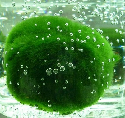 Marimo pearling - Algapalla fotosintesi - Moss Ball floating