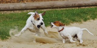 Cani-che-giocano