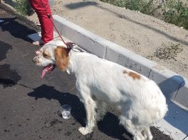 salvataggio cane abbandonato