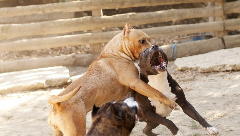 zoomafie lav cani combattimenti