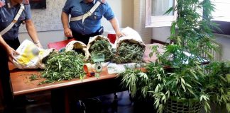 30.09.2017 - piante cannabis somma vesuviana