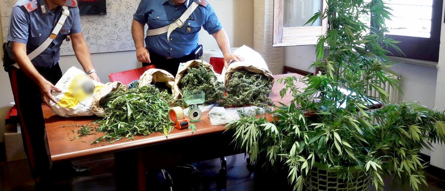 30.09.2017 - piante cannabis somma vesuviana