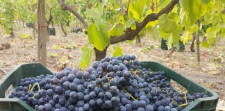 Vendemmia, in Campania calo produttivo nel 2023
