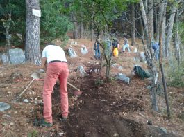 lavori manutenzione boschiva (2)