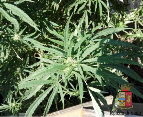 marijuana pompei droga