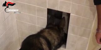 torre annunziata cane antidroga blitz provolera