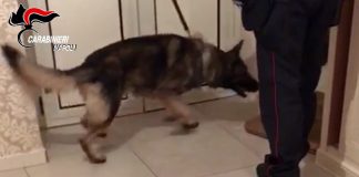 torre annunziata cane antidroga blitz provolera
