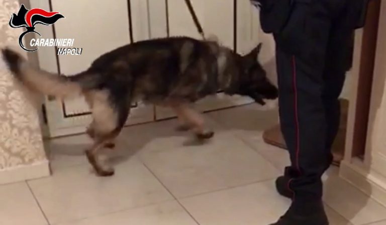 San Giorgio a Cremano, incastrati dal fiuto dei cani antidroga