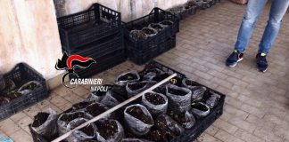 Marijuana a seccare appesa in salotto: 43enne nei guai a San Giuseppe Vesuviano