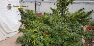 marijuana ottaviano