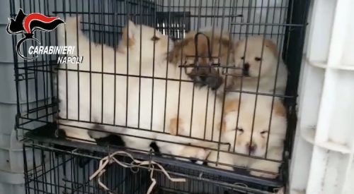 cuccioli di cane carabinieri