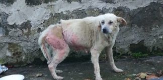 Cagnolina randagia torturata e bruciata, l’episodio non è avvenuto a Boscoreale cagnolina randagia torturata boscoreale