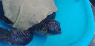 Castellammare, la Guardia Costiera salva una tartaruga bloccata nel porto